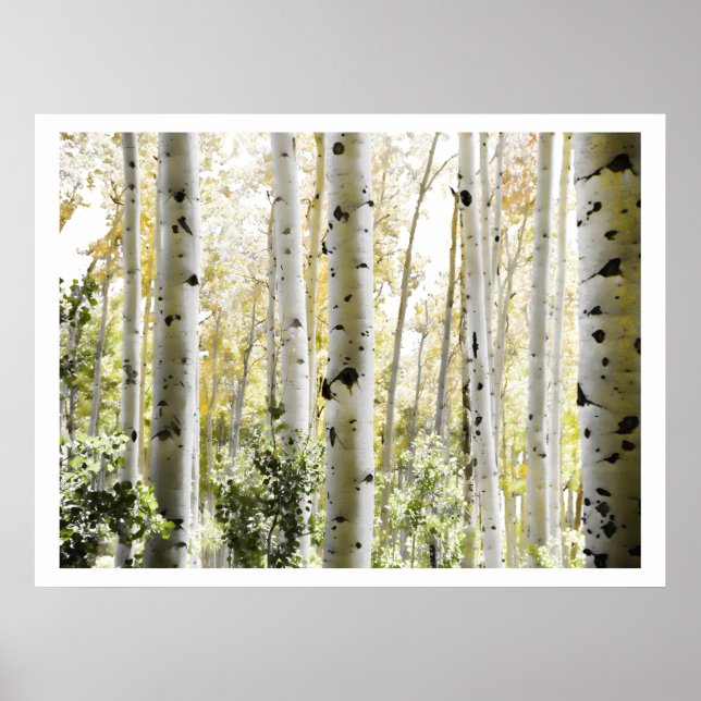 Affiches Birch Woods (Devant)