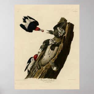 Affiches Bird, America, Red Headed Woodpecker, Audubon, Vin