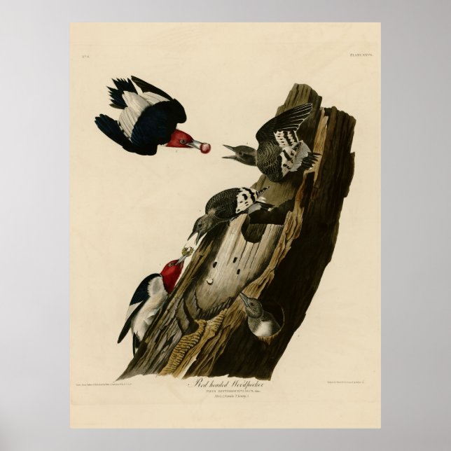 Affiches Bird, America, Red Headed Woodpecker, Audubon, Vin (Devant)