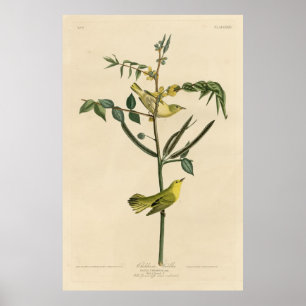 Affiches Bird, Amérique, Children Warbler, Audubon, Vintage