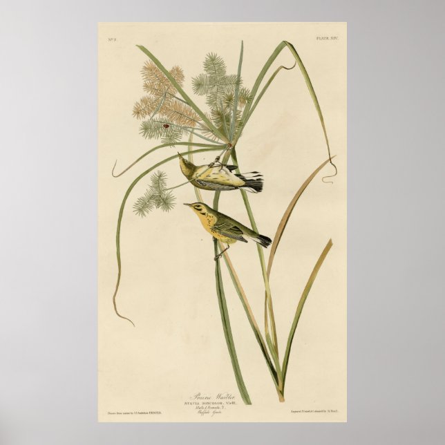 Affiches Bird, Amérique, Prairie Warbler, Audubon, Vintage (Devant)