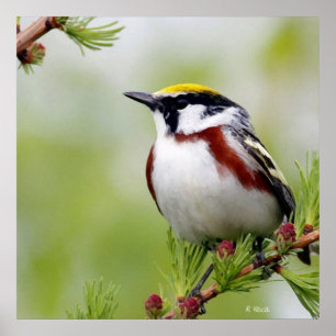 Affiches BIRD yellow