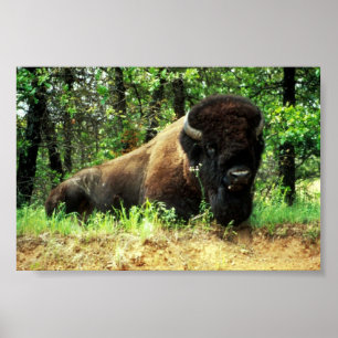 Affiches Bison
