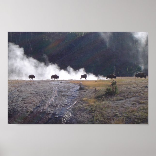 Affiches Bison à Yellowstone (Devant)