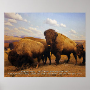 Affiches bison américain