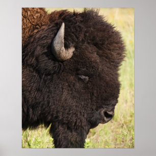 Affiches Bison américain, Dakota du Sud