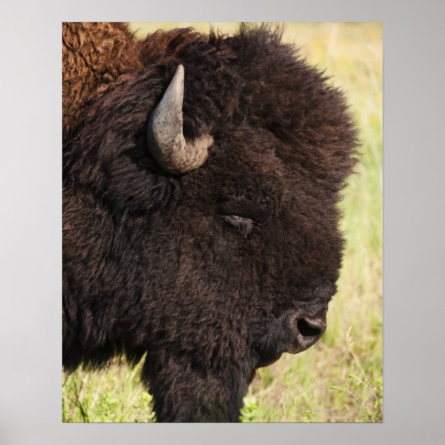 Affiches Bison américain, Dakota du Sud (Devant)