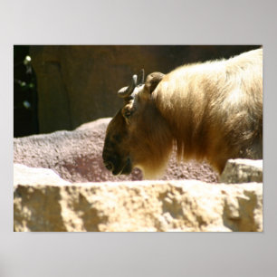 Affiches Bison au zoo