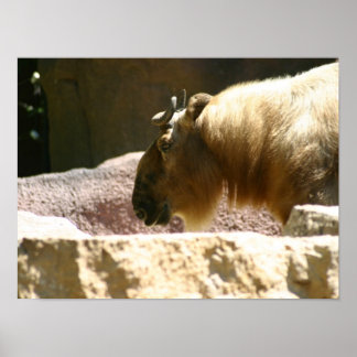Affiches Bison au zoo
