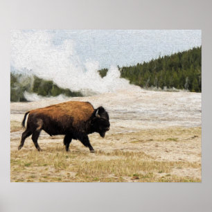 Affiches Bison avec la vieille foi à Yellowstone