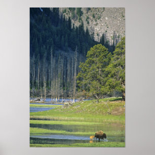 Affiches Bison avec le veau au parc national Yellowstone