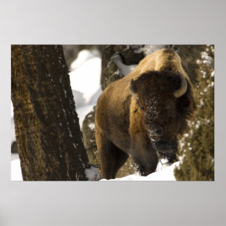 Affiches Bison dans la vallée de Lamar Parc national de Yel
