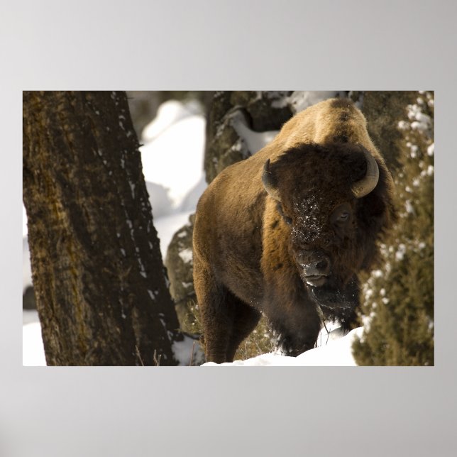 Affiches Bison dans la vallée de Lamar Parc national de Yel (Devant)