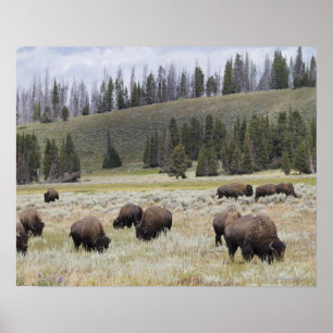 Affiches Bison dans la vallée Hayden de Yellowstone