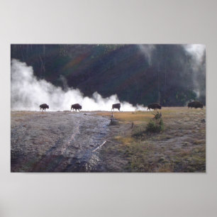Affiches Bison dans Yellowstone