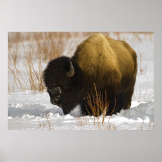 Affiches Bison de Yellowstone dans la vallée de Lamar