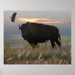 Affiches Bison et aigle