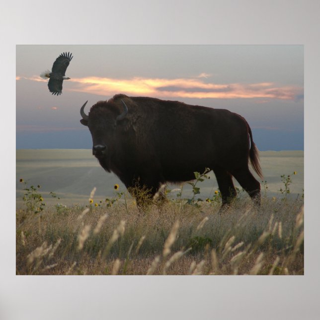 Affiches Bison et aigle (Devant)