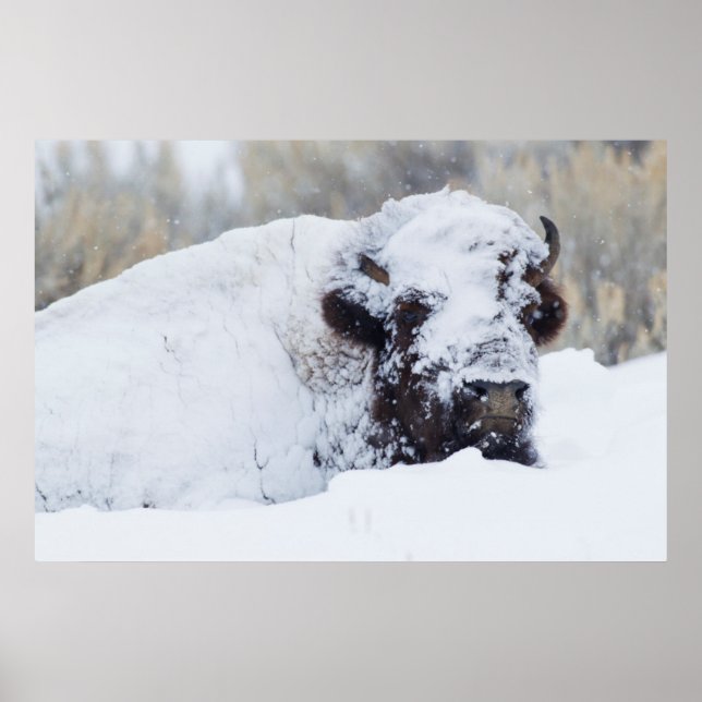 Affiches Bison mâle, pelage d'hiver (Devant)