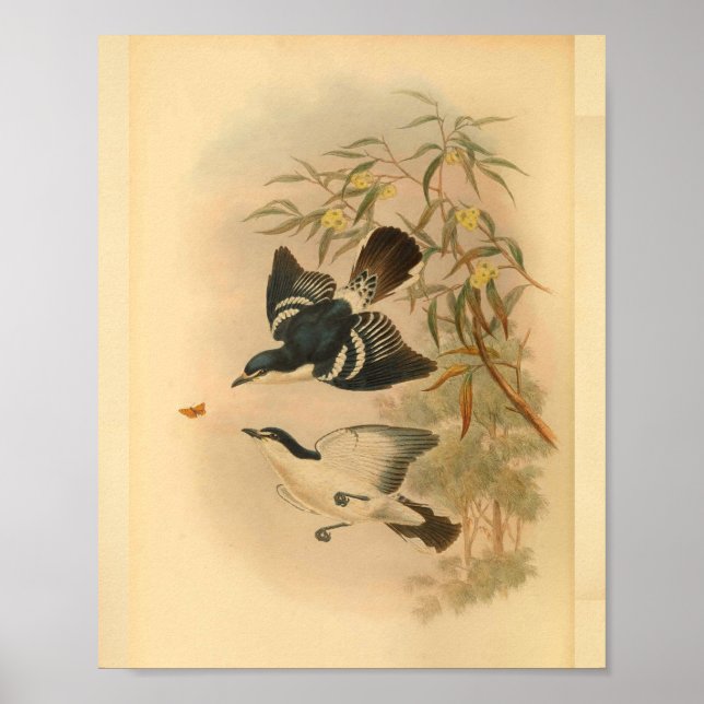 Affiches Black Caterpillar Catcher Bird Imprimer Vintage (Devant)