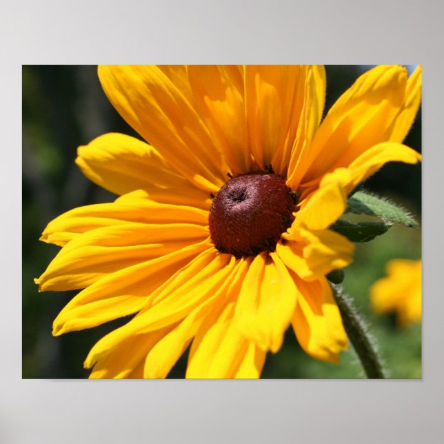 Affiches Black Eyed Susan Flower In Sunshine (Devant)