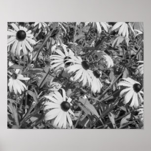Affiches Black Eyed Susan Garden noir blanc