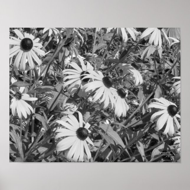 Affiches Black Eyed Susan Garden noir blanc (Devant)