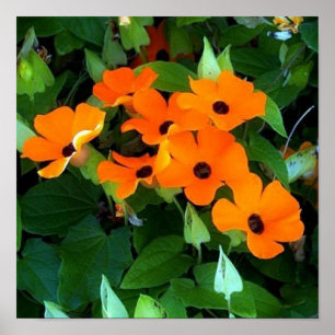 Affiches Black Eyes Susan