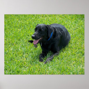 Affiches Black Lab— Faire une pause