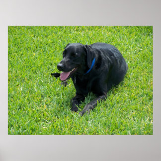 Affiches Black Lab— Faire une pause