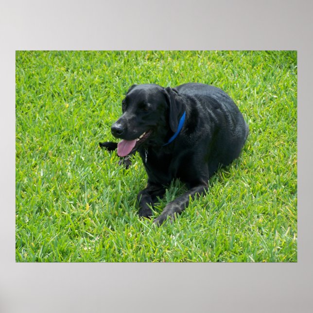 Affiches Black Lab— Faire une pause (Devant)