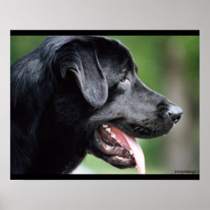 Affiches Black Labrador Dog
