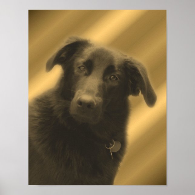 Affiches Black Labrador Retriever (Devant)