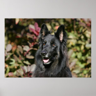 Affiches Black Long Haired German Shepherd