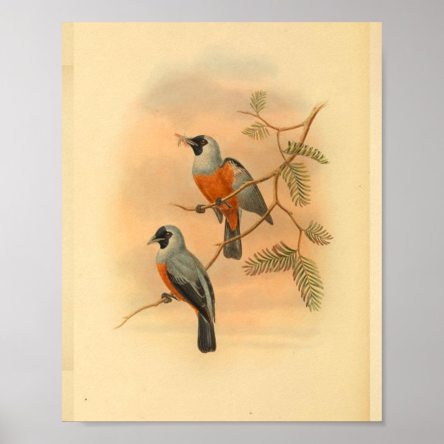 Affiches Black Spectaculaire Flycatcher Bird Imprimer Vinta (Devant)
