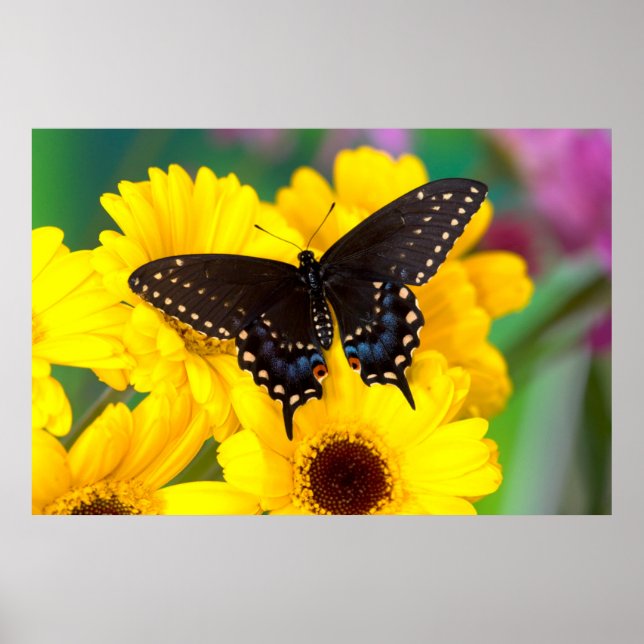 Affiches Black Swallowtail (Devant)