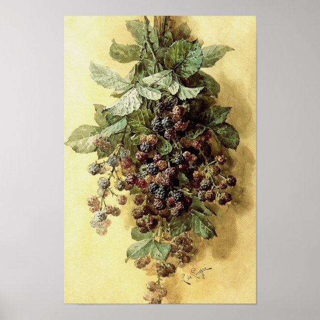 Affiches "Blackberries" par Paul de Longpré (Devant)