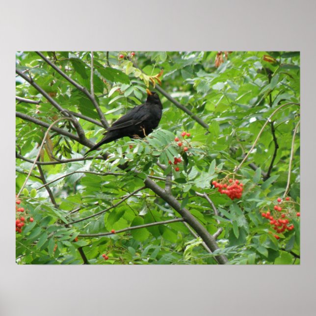 Affiches Blackbird et Berries Imprimer (Devant)