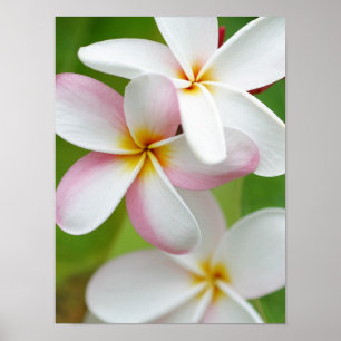 Affiches Blanc customisé par fleur d'Hawaï de Frangipani