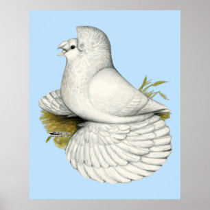 Affiches Blanc de pigeon de trompettiste