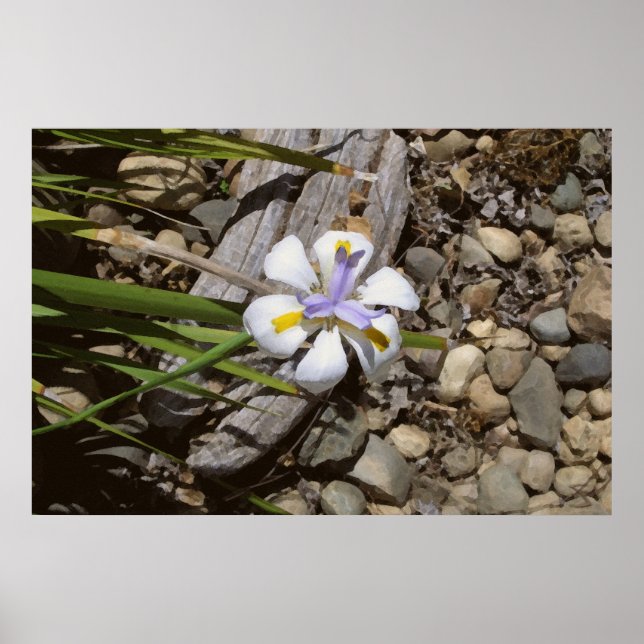 Affiches Blanc et pourpre (Devant)