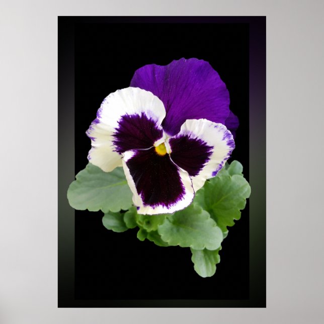 Affiches blanc et violet (Devant)