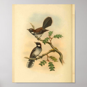 Affiches Blanc Fantail Flycatcher Bird Imprimer Vintage