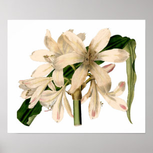 Affiches Blancs Amaryllis Botanique