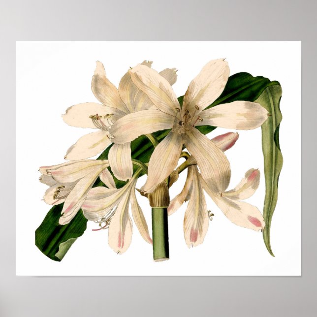 Affiches Blancs Amaryllis Botanique (Devant)
