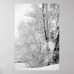Affiches Blancs d'hiver