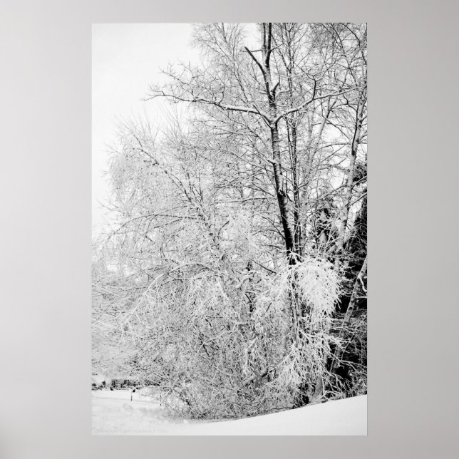 Affiches Blancs d'hiver (Devant)