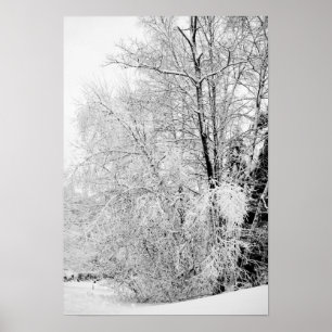 Affiches Blancs d'hiver