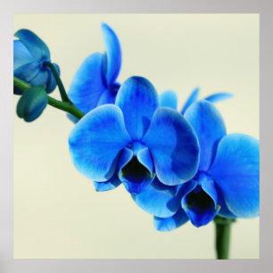Affiches Blaue Orchidee