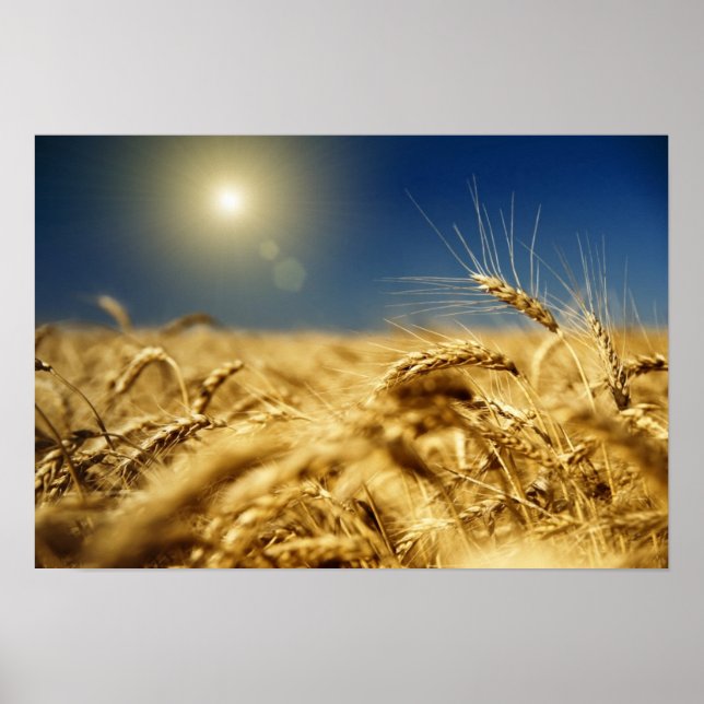 Affiches Blé d'or et ciel bleu avec soleil (Devant)